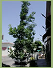 italian-oak-tree-108x138
