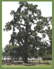 Valley Oak tree