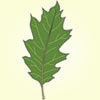 Oracle Oak leaf