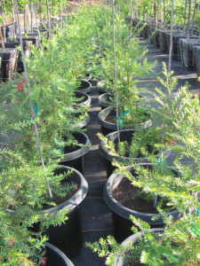 Coast redwood in 15-gal containers