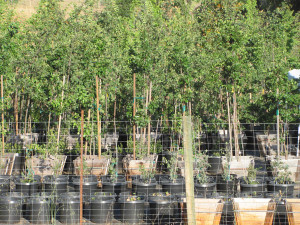 Container stock at Oracle Oak Nursery