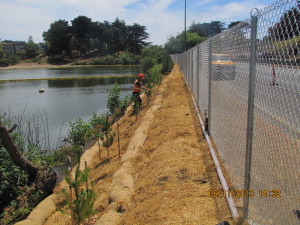 Shore pine from Oracle Oak Nursery being planted along Park Presidio Blvd in San Francisco